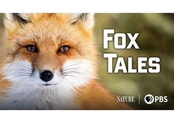 FoxTales_newsflash