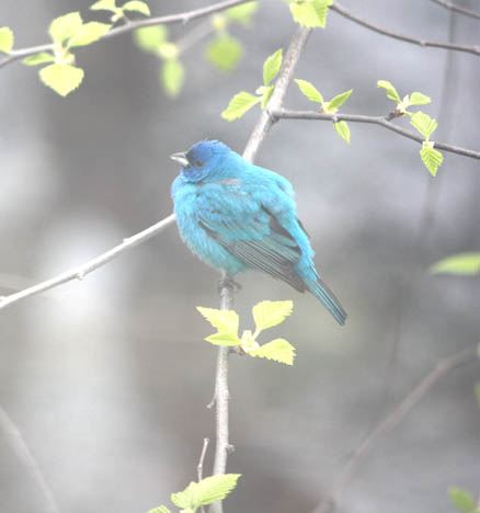 Indigo Bunting