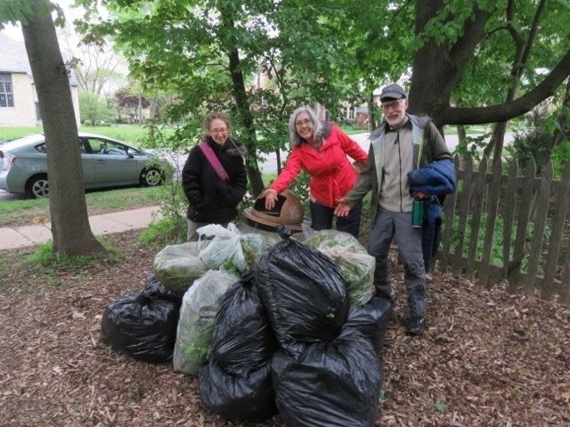 garlic mustard weedout
